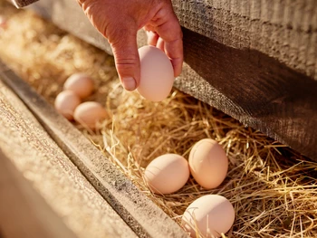 10 Manfaat Telur Ayam Kampung untuk Kesehatan Tubuh!