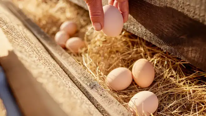 10 Manfaat Telur Ayam Kampung untuk Kesehatan Tubuh!