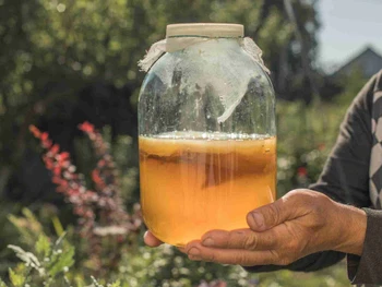 10 Manfaat Teh Kombucha untuk Kesehatan, Ini Cara Buatnya!