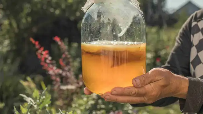 10 Manfaat Teh Kombucha untuk Kesehatan, Ini Cara Buatnya!