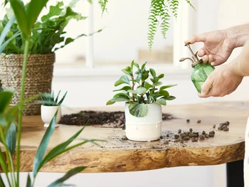 5 Cara Membuat Pot Bunga dari Botol AQUA Bekas, Mudah!