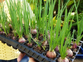 Steps on How to Grow Shallots for Beginners, Take Note!