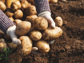 Ini Dia Cara Menanam Kentang di Kebun Sendiri untuk Pemula