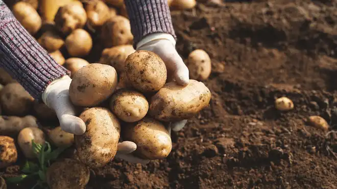 Ini Dia Cara Menanam Kentang di Kebun Sendiri untuk Pemula