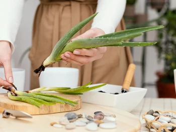 Mudah & Praktis, Ini Cara Menanam Lidah Buaya agar Subur!