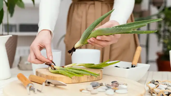 Mudah & Praktis, Ini Cara Menanam Lidah Buaya agar Subur!