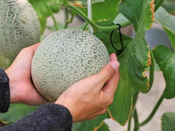 Here’s How to Grow Melons for Beginners, No Fuss!