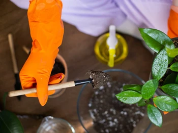 11 Cara Merawat Tanaman agar Subur, Cocok untuk Pemula!