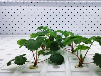 10 Jenis Tanaman Hidroponik yang Mudah Ditanam di Rumah