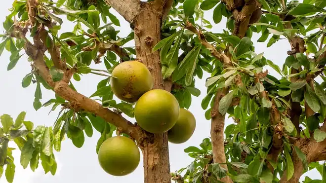 7 Manfaat Buah Maja untuk Kesehatan dan Efek Sampingnya