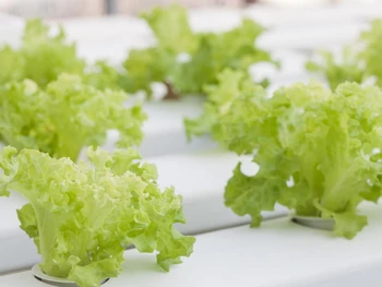 Cara Menanam Selada Hidroponik Pakai Botol AQUA Bekas, Mudah!