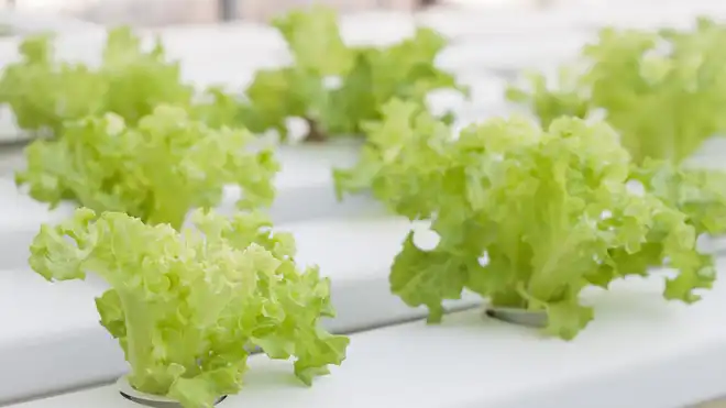 Cara Menanam Selada Hidroponik Pakai Botol AQUA Bekas, Mudah!